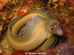 Looking Shy... - Eel moray by Susana Martins 